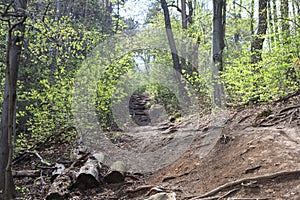 Path under the chairlift in the mountain forest in early spring