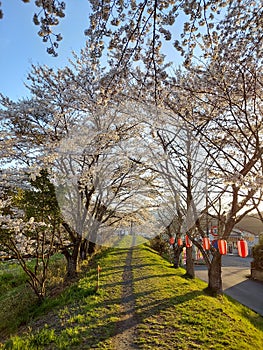path under the Cherry blossom