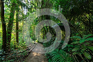 Path under a rainforest