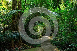 Path under a rainforest