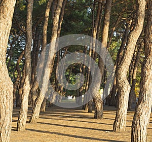 a path under the shade of ancient pines against the background of sunlight. the concept of relaxation and peace