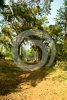 Path under the trees