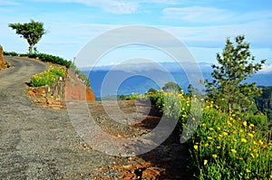 Path up the hill at tea plantations