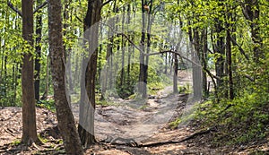 Path in the valley with big trees 001