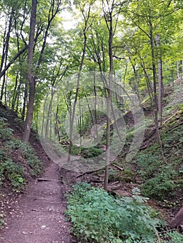 Path in a valley deep in wooded area of the forest