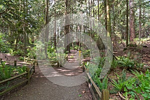 A Path in a Vancouver Rain Forest