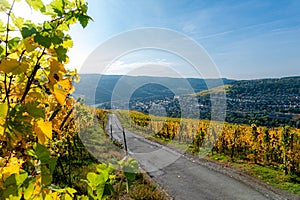 Path through a Vine yard at the river Moselle