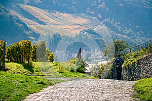 Path through a Vine yard at the river Moselle