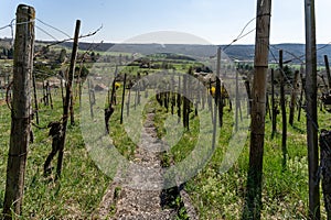Path between vineyard on hill