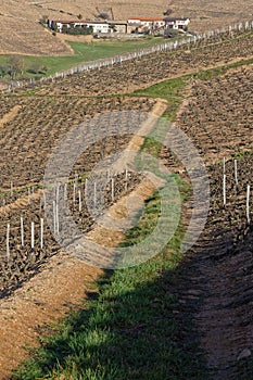 A path in Vineyards landscape of Beaujolais