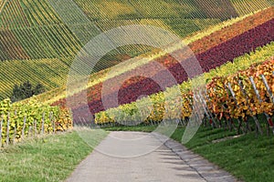 Path in vineyards with wine grapes in autumn
