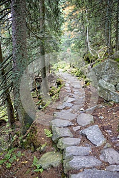 path in Vysoke Tatry (High Tatras), Slovakia