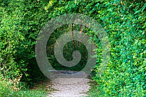 Path for walking among the spontaneous green and thick vegetation of the forest.