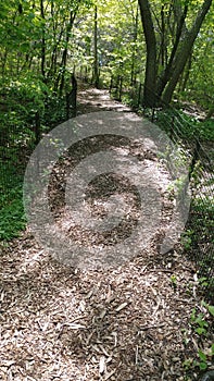 Path for walking in a wood