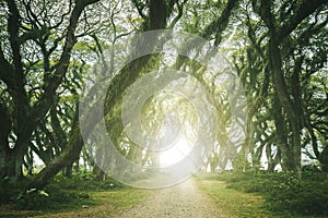 Path walks toward sunlight  in De Djawatan forest