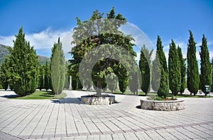 A path or a walkway in a landscaped area that is bordered by trees