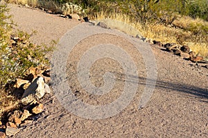 Path or walkway in the sonoran desert in the foothills of Arizona with rocks lining path and natural plants and foliage