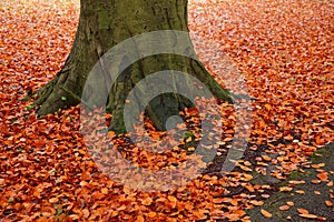 A path way in Autumn