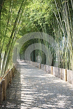 Path way with bamboo forest