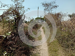 Path way blue sky Crop mustard Plants nature flower leaf  green garden field crop trees