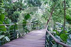 Path way in the Botanical Garden