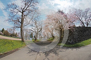 Path way of Cherry blossoms trees in park at Yamakata,Japan