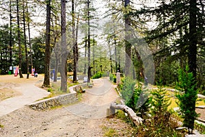 Path way in  garden near mountain in shimla