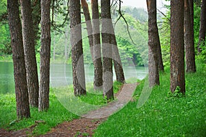 Pathway in green forest near the lake, nature scenic