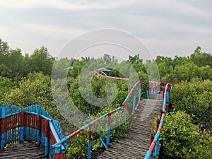 The beautiful path in the middle of mangrove forest.