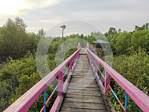 The beautiful path in the middle of mangrove forest.