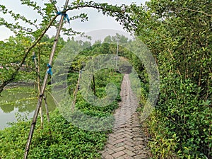 The beautiful path in the middle of mangrove forest.
