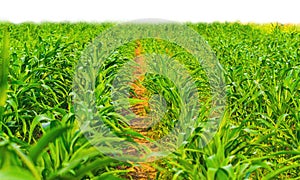 path way trough unripe corn field