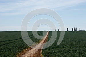 A path through a wheat field in Hertfordshire