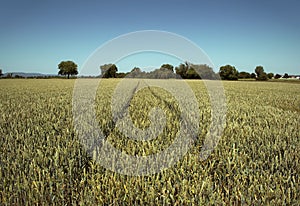 Path through wheat field