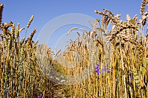 Path between wheats.