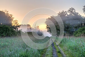 Path wild vegetation