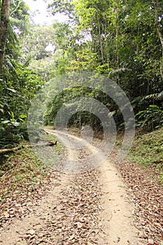 Path Through The Wilderness