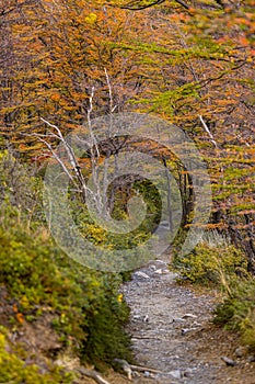 Path through the wilderness in autumn colors, Torres del Paine National Park, Chile, Patagonia