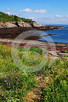 A path through wildflowers