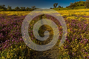 Path with wildflowers explode on Shell Creek Road Super Bloom, San Luis Obisbo, CA