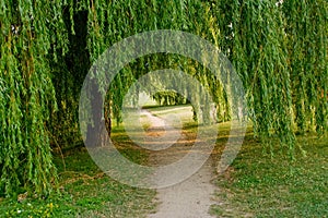 Path and Willow