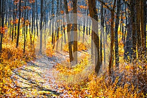 Path Winding through Forest in Fall