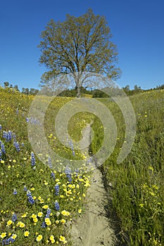 A path winding past a lone tree and colorful bouquet of spring flowers blossoming off Route 58 on Shell Creek road, West of Bakers