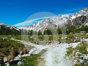 path that winds through the alpine meadows of Alpe devero, Alpi photo