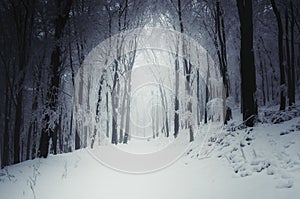 Path through winter