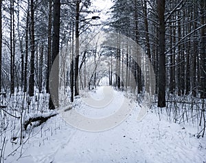 A path in the winter alley of the Park