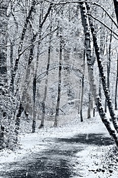 Path in winter forest