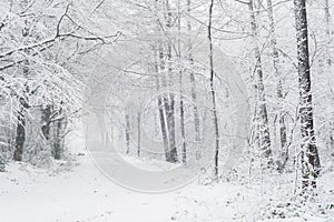 Path in winter forest covered in snow.