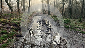 Path in a winter forest with puddles