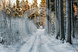 A path in the winter forest and snow-covered branches of trees a